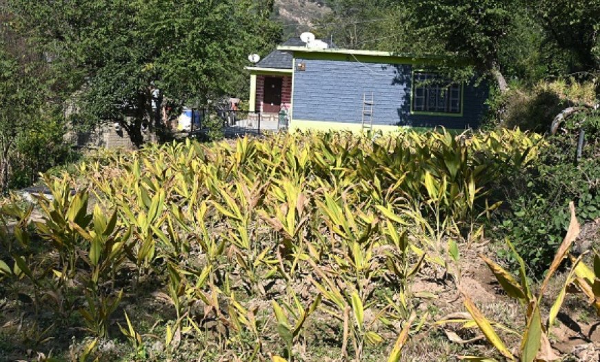 प्राकृतिक खेती से बढ़ी किसानों की आय, हल्दी की फसल से मिल रहा आर्थिक संबल