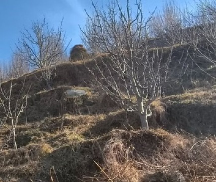 हिमाचल प्रदेश में बारिश और बर्फबारी न होने से किसान और बागवान परेशान 