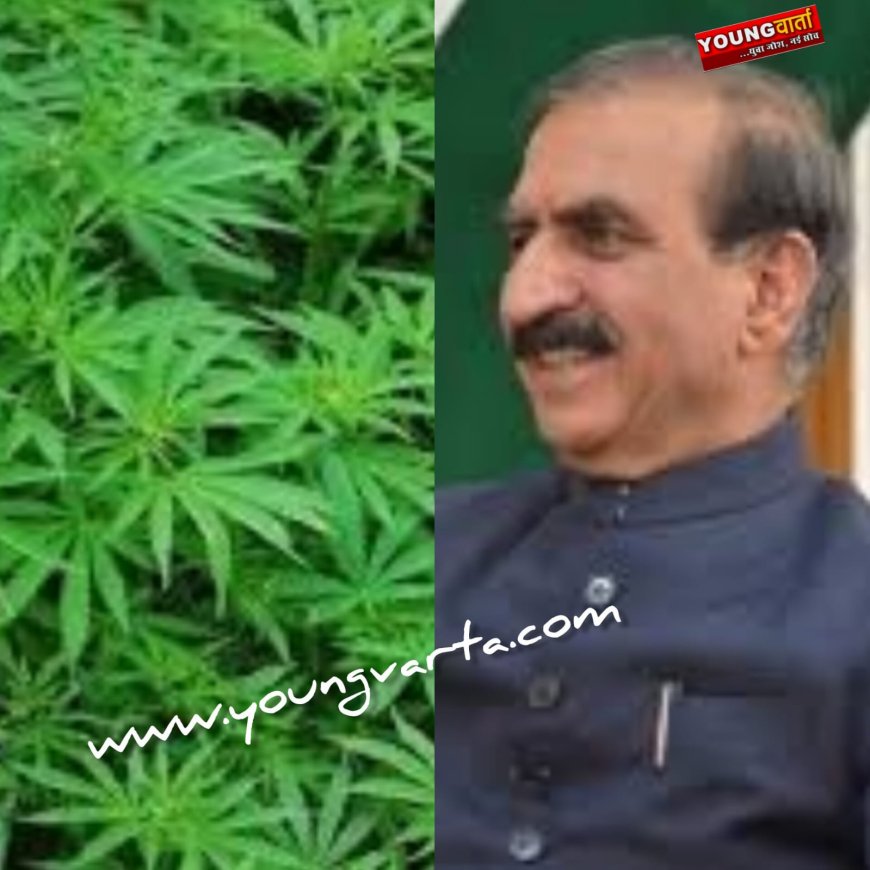 मुख्यमंत्री की ग्रीन टू गोल्ड पहल से बढ़ेगी किसानों की आमदनी , औषधीय गुणों से युक्त भांग के लिए जाना जाएगा 