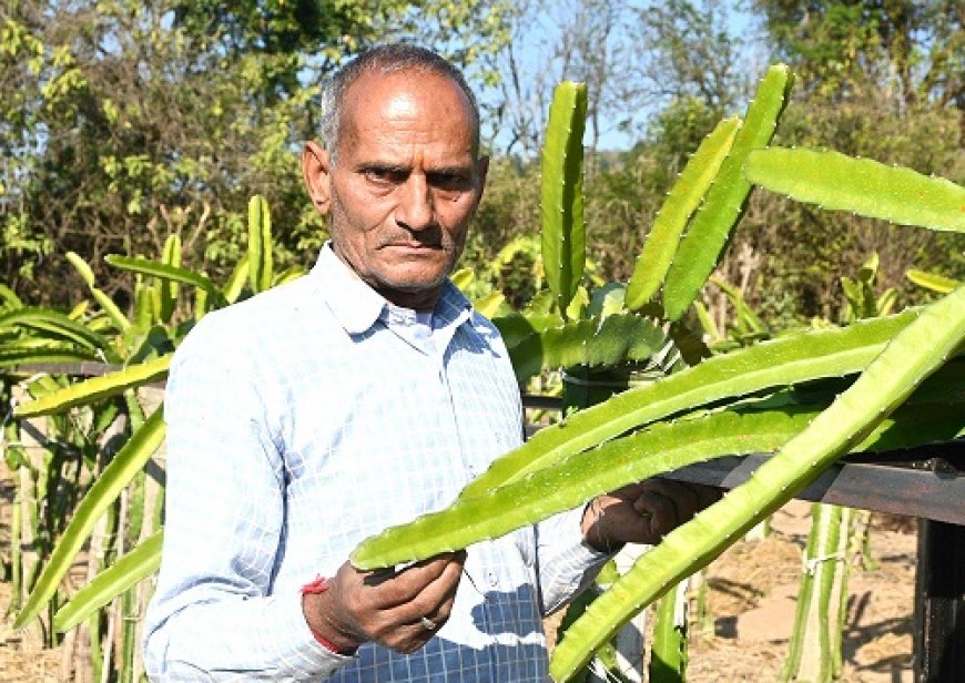 ड्रैगन फ्रूट की सफल खेती से क्षेत्र में मिसाल बने जुकैण के प्रेम चन्द