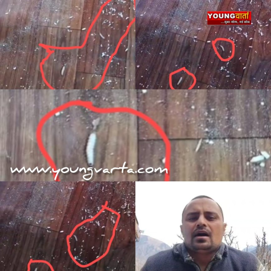 सरकारी डिपो में मिल रहा कीड़े वाला राशन , भरमौर के रेहला राशन डिपो में कीड़े वाले चावल का वायरल वीडियो वायरल 