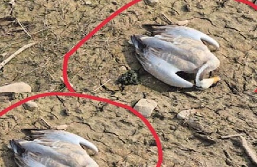 पौंग झील किनारे वन्य प्राणी विभाग की जमीन पर कई जगहों पर मृत मिल रहे विदेशी परिंदे  
