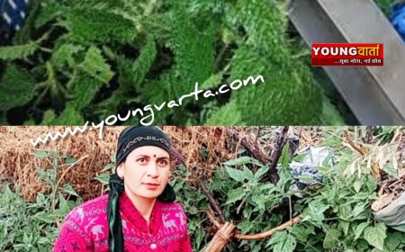 सर्दियों में स्वास्थ्य के लिए रामबाण है बिच्छू बूटी का साग , प्रचुर मात्रा में पाए जाते है विटामिन सी और खनिज तत्व 