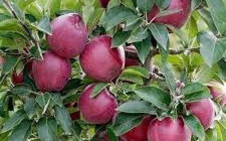 100 से कम सेब की बोरियां बेचने पर नहीं देने होंगे राजस्व दस्तावेज , केवल फ्रूट रिसीप्ट के आधार पर किया जाएगा  भुगतान 