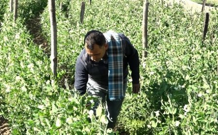 फौज से रिटायर्ड सैनिक वीरेंद्र सिंह अब पैदा कर रहे लाखों की सब्जी