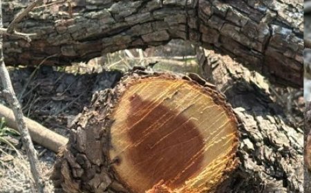 सरकारी भूमि पर 45 हरे पेड़ों पर चली कुल्हाड़ी,विभागीय कार्यप्रणाली पर सवाल खड़े 