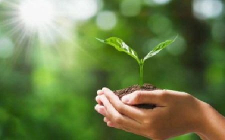 प्रदेश के लोगों को अब अपनी खाली जमीन या निजी घासनियों पर स्वयं पौधे लगाने पर वन विभाग से मिलेंगे पैसे  