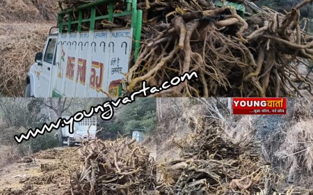 हिमाचल में बड़े पैमाने पर हो रहा कशमल की जड़ों का दोहन , सैंकड़ों टन कशमल की जड़े पहूंच रही प्रदेश से बाहर 