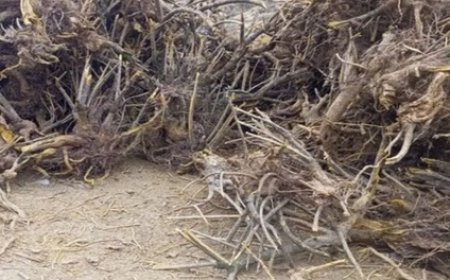 चंबा में पाई जाने वाली कशमल अब उत्तराखंड स्थित औषधि कारखानों में दवा निर्माण का करेंगी काम  