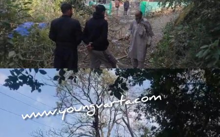 पेड़ गिरने और पेड़ों की टहनियों टूटने से 33 केवी लाइन और कई ट्रांसफार्मर हुए क्षतिग्रस्त : विद्युत बोर्ड 