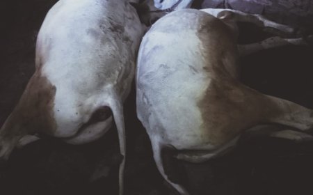 पच्छाद में आसमानी बिजली गिरने से महिला घायल , दो बैलों की मौके पर ही मौत