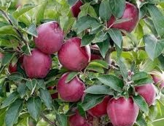 बागवानों को एक बीघा में सेब के पाैधे लगाने के लिए आठ लाख तक कर्ज देंगी प्रदेश सरकार 