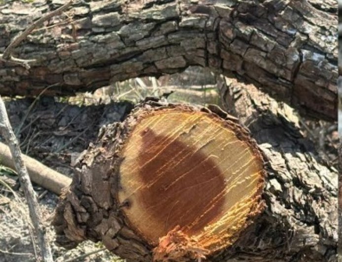 सरकारी भूमि पर 45 हरे पेड़ों पर चली कुल्हाड़ी,विभागीय कार्यप्रणाली पर सवाल खड़े 