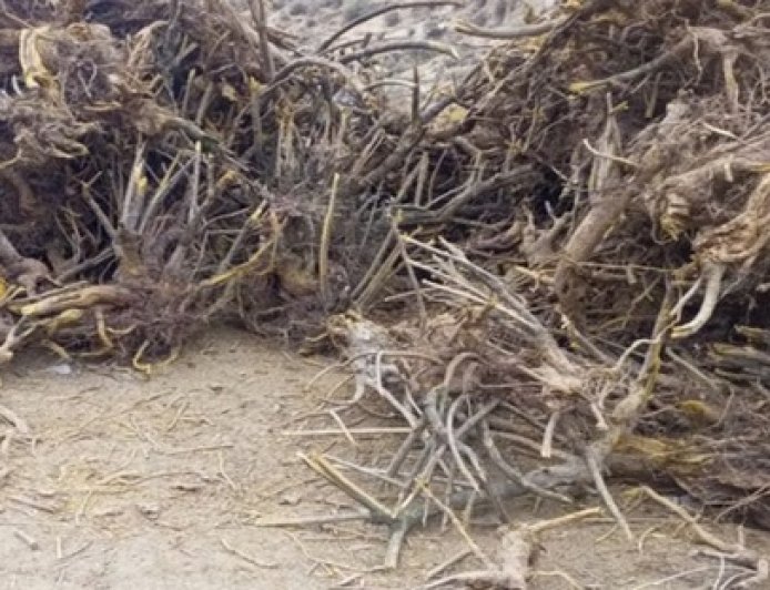 चंबा में पाई जाने वाली कशमल अब उत्तराखंड स्थित औषधि कारखानों में दवा निर्माण का करेंगी काम  