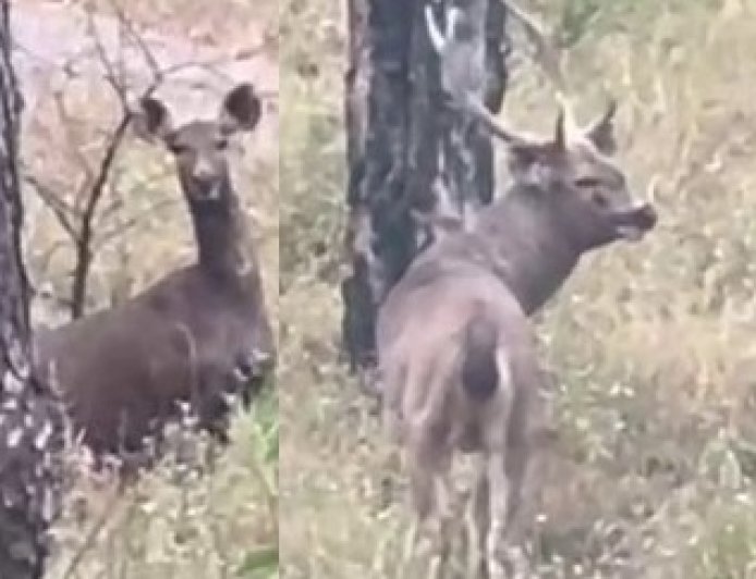 वन रेंज बिझड़ी के जंगलों में इन दिनों वन्य प्राणियों की चहल-पहल से प्रकृति प्रेमियों में उत्साह