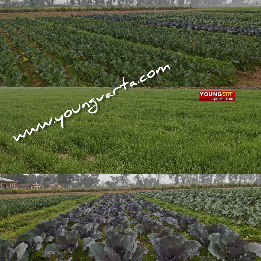 आधुनिक तकनीक के साथ उन्नत खेती अपनाएं किसान , प्रसार शिक्षा निदेशालय चौधरी कृषि विश्वविद्यालय ने जारी एडवायजरी 