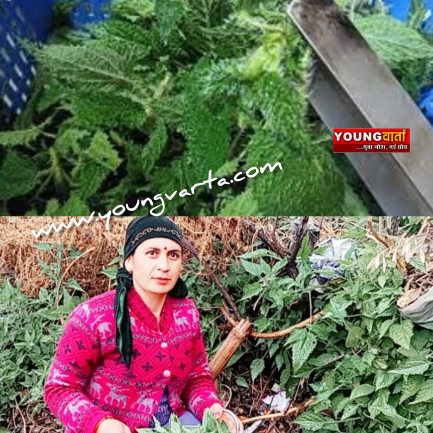 सर्दियों में स्वास्थ्य के लिए रामबाण है बिच्छू बूटी का साग , प्रचुर मात्रा में पाए जाते है विटामिन सी और खनिज तत्व 