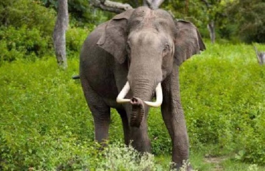 दर्दनाक : देर रात हाथी ने गांव में घुसकर एक ही परिवार के पांच लोगों को कुचलकर मार डाला