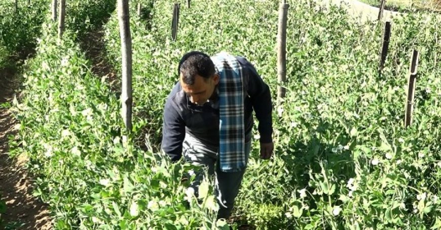 फौज से रिटायर्ड सैनिक वीरेंद्र सिंह अब पैदा कर रहे लाखों की सब्जी