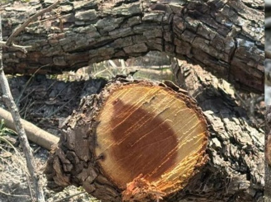 सरकारी भूमि पर 45 हरे पेड़ों पर चली कुल्हाड़ी,विभागीय कार्यप्रणाली पर सवाल खड़े 