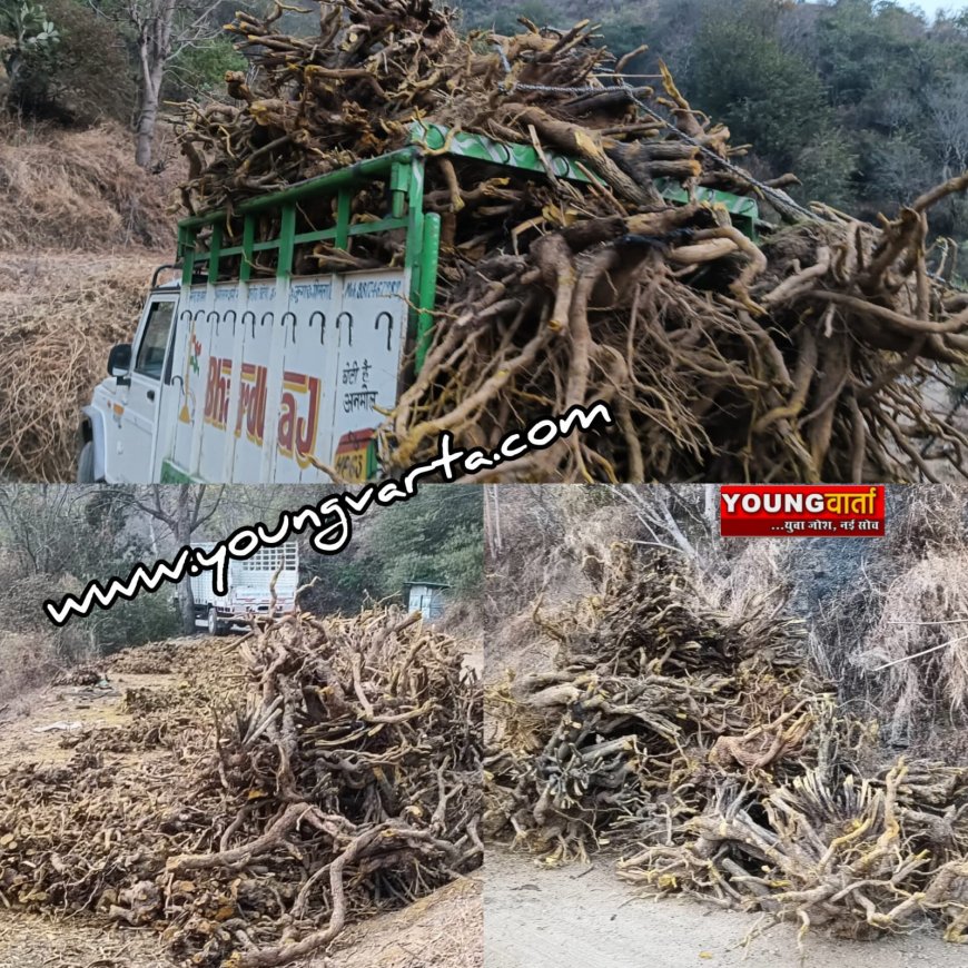 हिमाचल में बड़े पैमाने पर हो रहा कशमल की जड़ों का दोहन , सैंकड़ों टन कशमल की जड़े पहूंच रही प्रदेश से बाहर 