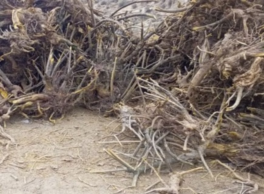 चंबा में पाई जाने वाली कशमल अब उत्तराखंड स्थित औषधि कारखानों में दवा निर्माण का करेंगी काम  