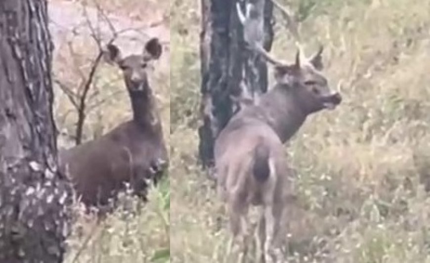 वन रेंज बिझड़ी के जंगलों में इन दिनों वन्य प्राणियों की चहल-पहल से प्रकृति प्रेमियों में उत्साह