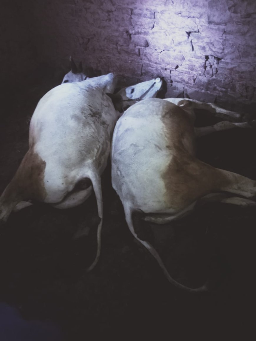 पच्छाद में आसमानी बिजली गिरने से महिला घायल , दो बैलों की मौके पर ही मौत