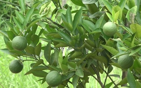 कोल्ड स्टोर बनाएं, उद्यान विभाग देगा 50 प्रतिशत सब्सिडी