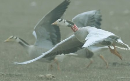 हिमाचल की पौंग झील में विभाग के अनुसार इस वर्ष पहुंचे 115 प्रजातियों के कुल 1,24,344 पक्षी  