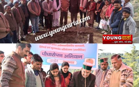 पराशर घाटी के बम्बोला क्लस्टर में 13 हेक्टेयर में रोपित होंगे जापानी फल के 8500 पौधे