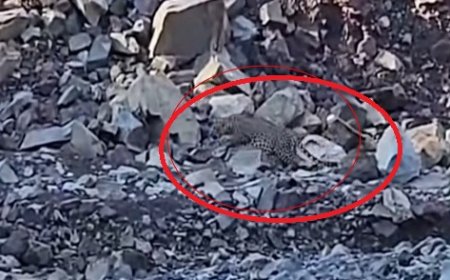 नालागढ़ के कुंडलू गांव के समीप जोघों खड्ड में दिनदहाड़े दिखा तेंदुआ,ग्रामीणों में दहशत का माहौल