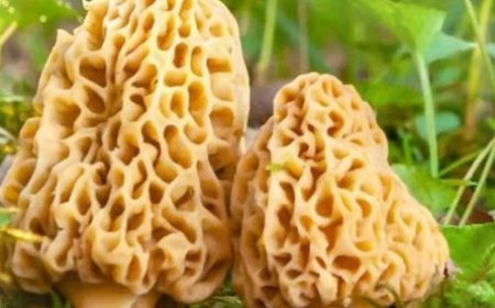 प्रदेश में दुर्लभ गुच्छी को हर मौसम में उगाने की तैयारी, खुंब निदेशालय ने किसानों को दिया बीज  