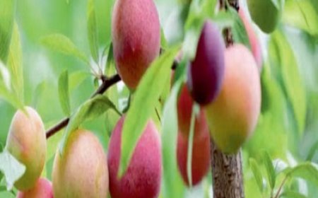 प्रदेश के बागवानों से इस साल अदाणी एग्रो फ्रेश लिमिटेड गुठलीदार फलों की करेगा खरीद  