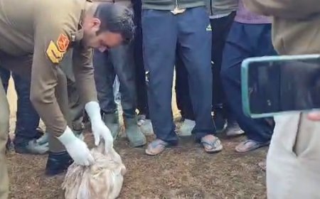 कांगड़ा की खोली पंचायत में सडक़ किनारे नवजात बच्चे का शव मिलने से फैली सनसनी 