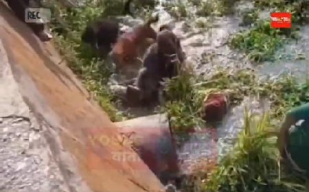 बकरियों का शिकार करने आया था तेंदुआ कुत्तों के चुंगल में फंसा, नाहन के जोगीबन का है मामला...