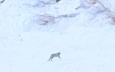 चंबा के सुराल भटोरी में एक बार फिर दुर्लभ वन्य जीव बर्फानी तेंदुए के होने के मिले प्रमाण   