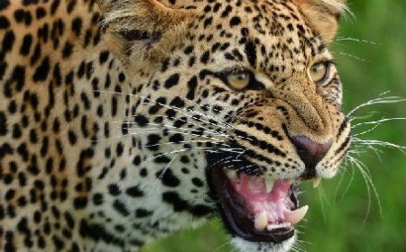 चंबा के भटियात उपमंडल की ग्राम पंचायत ककरोटी में तेंदुए ने 22 भेड़ बकरियों को बनाया अपना शिकार 