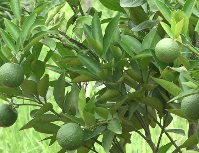 कोल्ड स्टोर बनाएं, उद्यान विभाग देगा 50 प्रतिशत सब्सिडी