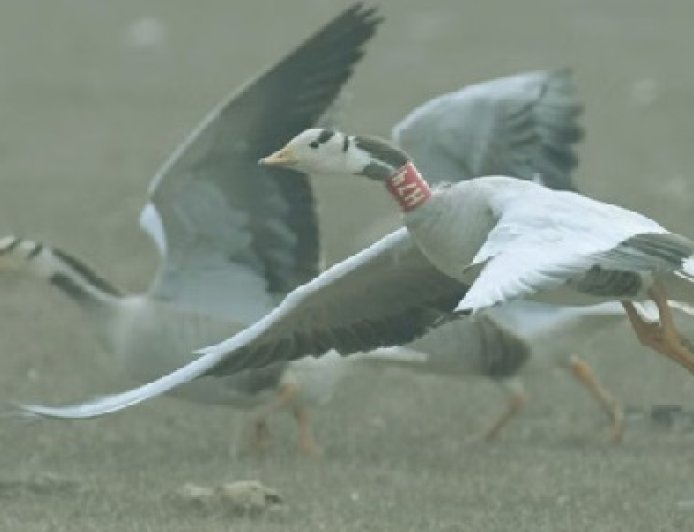 हिमाचल की पौंग झील में विभाग के अनुसार इस वर्ष पहुंचे 115 प्रजातियों के कुल 1,24,344 पक्षी  