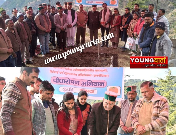 पराशर घाटी के बम्बोला क्लस्टर में 13 हेक्टेयर में रोपित होंगे जापानी फल के 8500 पौधे