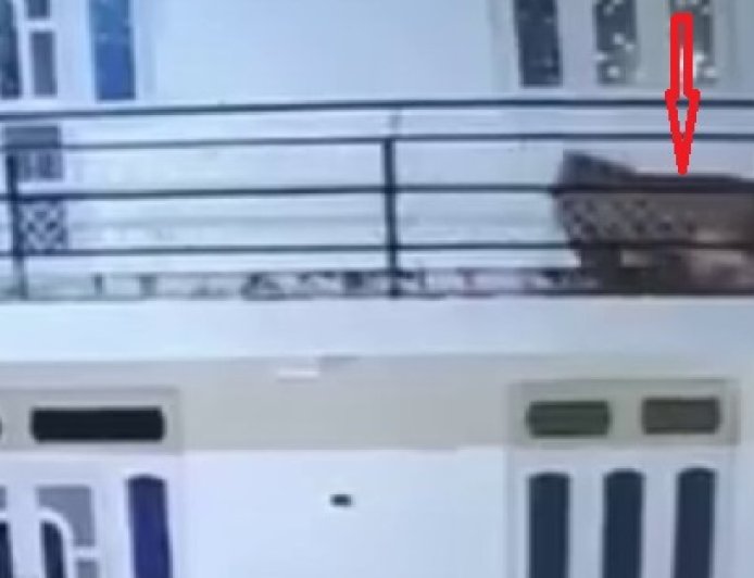 सोलन के दाड़लाघाटमें देररात कुत्ते का शिकार करने आया तेंदुआ बाथरूम में घुसा  