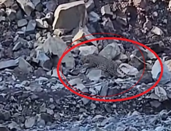 नालागढ़ के कुंडलू गांव के समीप जोघों खड्ड में दिनदहाड़े दिखा तेंदुआ,ग्रामीणों में दहशत का माहौल