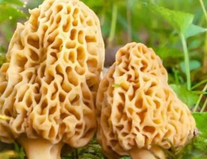 प्रदेश में दुर्लभ गुच्छी को हर मौसम में उगाने की तैयारी, खुंब निदेशालय ने किसानों को दिया बीज  