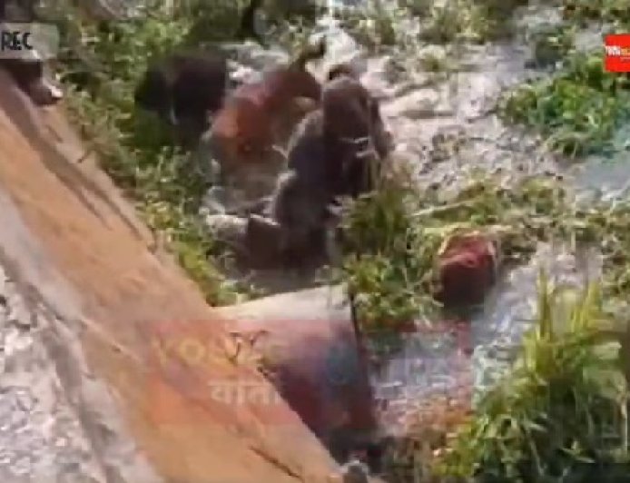 बकरियों का शिकार करने आया था तेंदुआ कुत्तों के चुंगल में फंसा, नाहन के जोगीबन का है मामला...