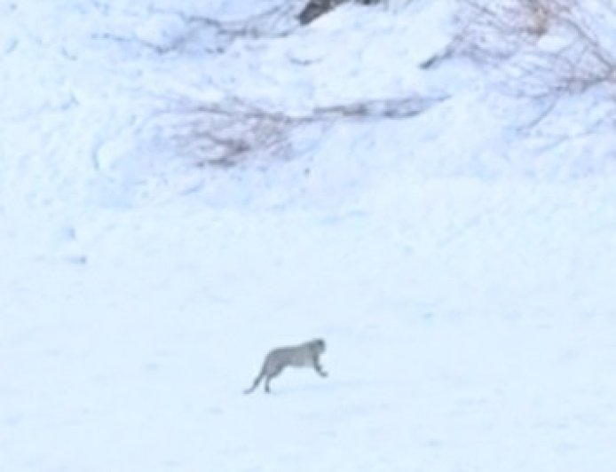 चंबा के सुराल भटोरी में एक बार फिर दुर्लभ वन्य जीव बर्फानी तेंदुए के होने के मिले प्रमाण   