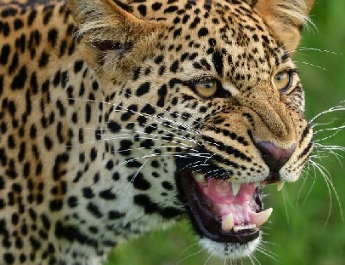 चंबा के भटियात उपमंडल की ग्राम पंचायत ककरोटी में तेंदुए ने 22 भेड़ बकरियों को बनाया अपना शिकार 