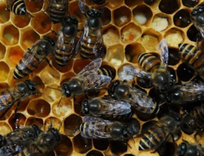 प्रदेश उद्यान विभाग विलुप्त हो रहीं देसी मधुमक्खियों के संरक्षण के लिए नई पहल शुरू