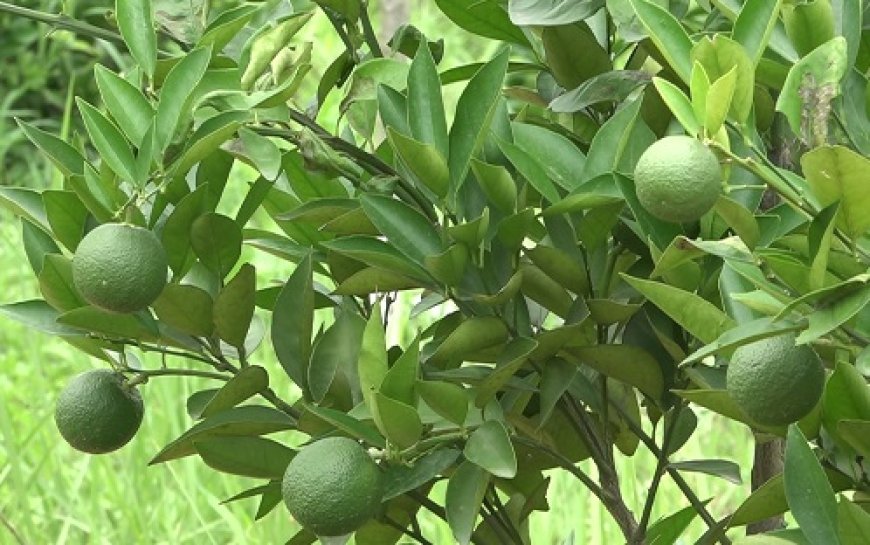 कोल्ड स्टोर बनाएं, उद्यान विभाग देगा 50 प्रतिशत सब्सिडी