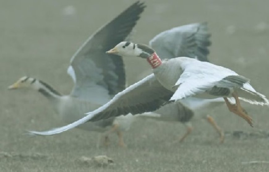 हिमाचल की पौंग झील में विभाग के अनुसार इस वर्ष पहुंचे 115 प्रजातियों के कुल 1,24,344 पक्षी  